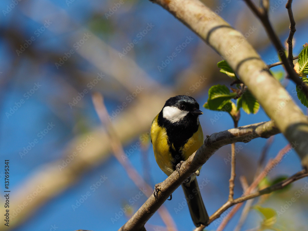 Titmouse on a branch - (Parus major) Titmouse on a branch - (Parus major)