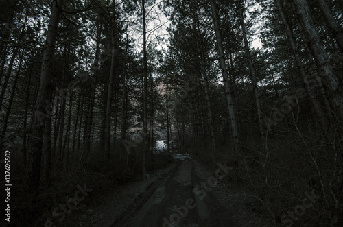 Horror Concept. Spooky foggy pine forest at night. Azerbaijan Sheki