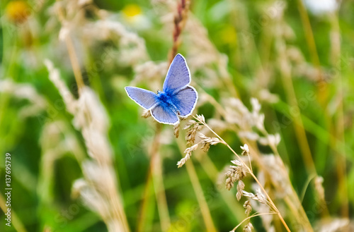 Little blue butterfly sitting on the grass. Wildlife nature macro photo