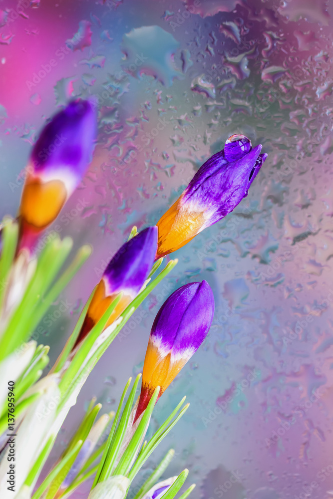 Elegant flowers of Crocus behind the wet window with realistic rain drops. Abstract background, modern halftones with raindrops, blurred style. Delicate tints for modern pattern, wallpaper, banner