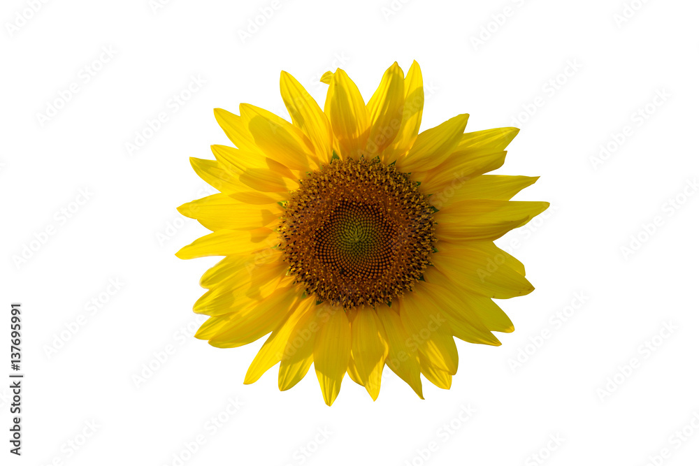 Fototapeta premium Sunflowers isolated White background