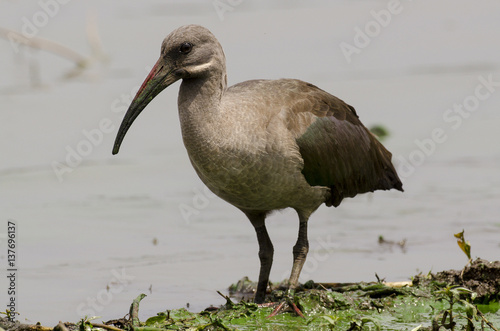 Ibis hagedash,.Bostrychia hagedash, Hadada Ibis, Parc national Kruger, Afrique du Sud photo