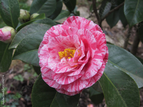 Canvas Print Single red streaked white flower of Camellia japonica