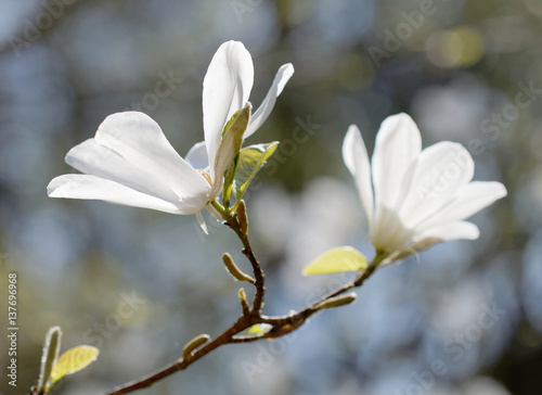 White rhododendron or rosebay flower