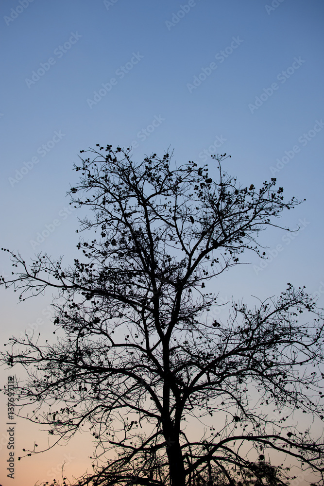 Silhouette of dead trees with the sky in evening. Silhouette of dead trees with the sky in evening.