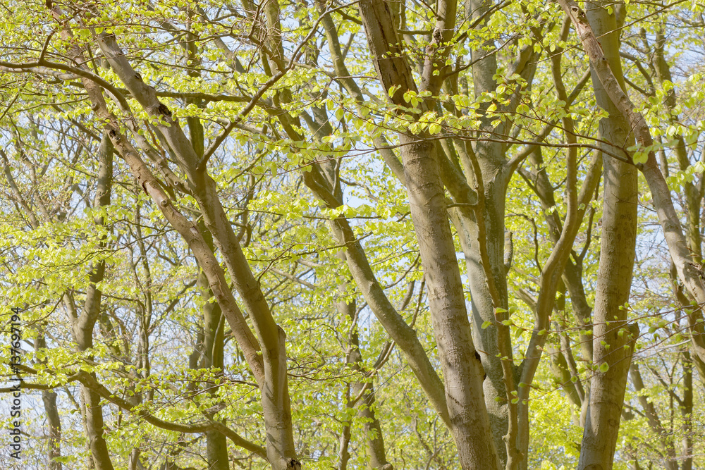 Fototapeta premium Beech forest with bright green leaf in the spring time