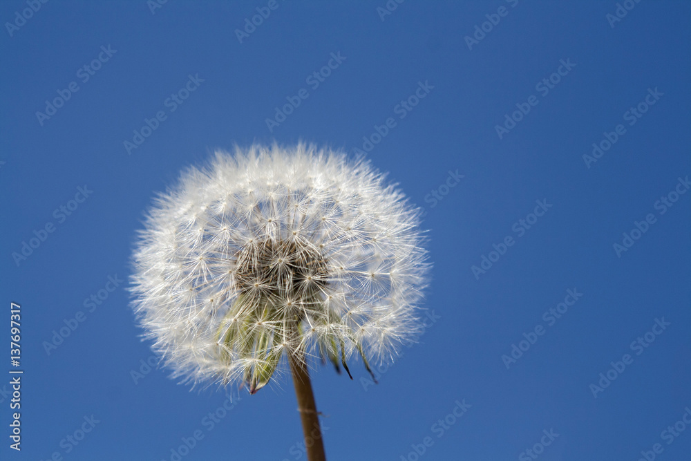 Dandelion Seeds