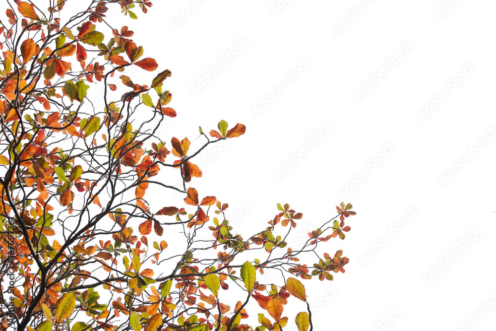 Terminalia catappa leaves autumn season on white background., bengal almond, Indian almond.