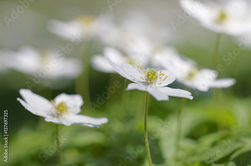 Group of wood anemone