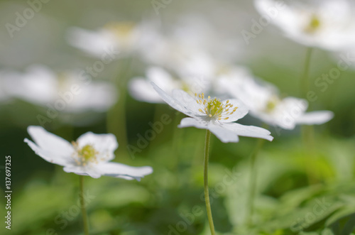 Bild auf Leinwand Group of wood anemone