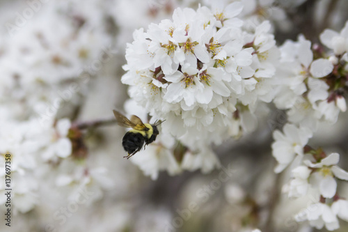 Flying Bumblebee and Blooming Sakura