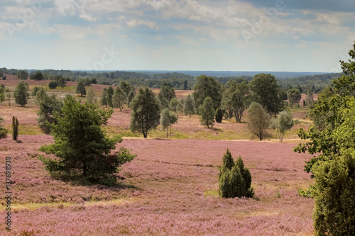 Lüneburger Heide, Wacholderheide - Deutschland photo