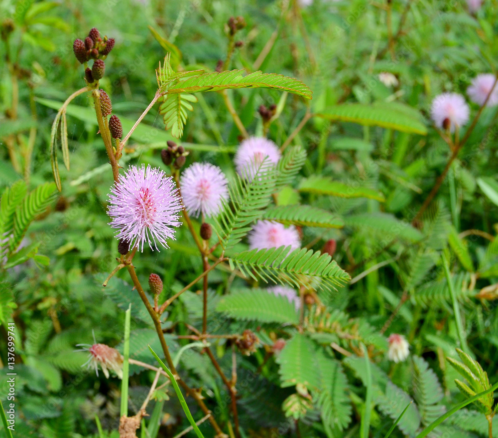 Tropical grass Mimosa pudica. Pink flowers. Tropical grass Mimosa pudica. Pink flowers.