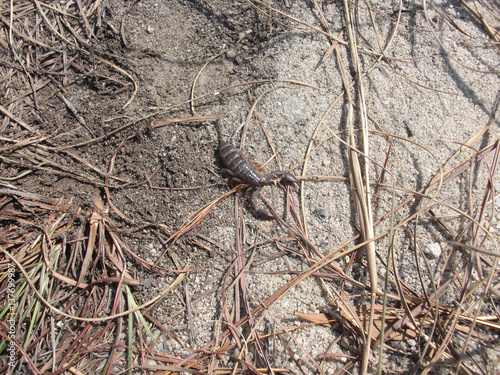 Scorpione in Madagascar.