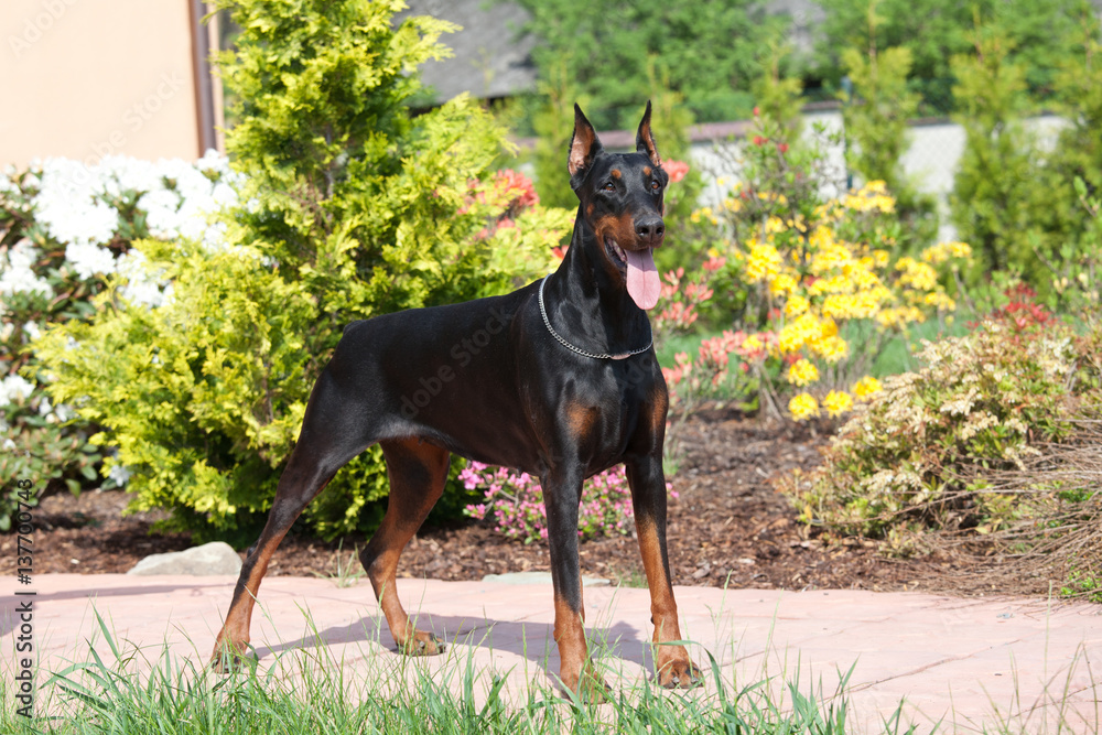 Portrait of nice black doberman