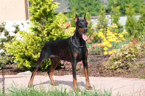 Obraz na płótnie Portrait of nice black doberman w salonie