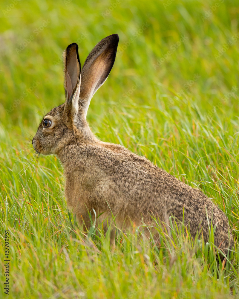 Fototapeta premium Black-tailed jackrabbit, seen in the wild near a north California marsh 