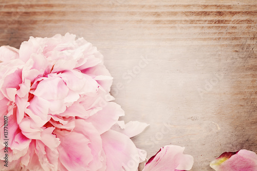 Spring Background with Pink Peony Flower and Copy Space for Text