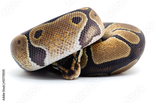 python snake isolated on white background