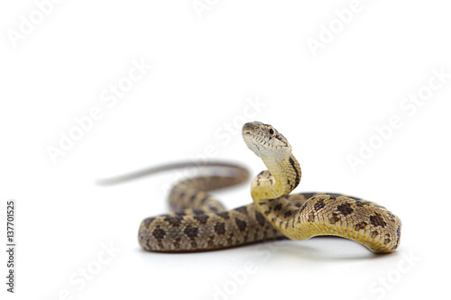 snake isolated on white background