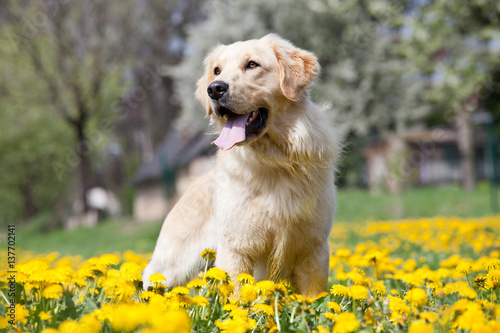 Fototapeta Naklejka Na Ścianę i Meble -  Portrait of nice golden retriever