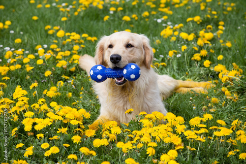 Fototapeta Naklejka Na Ścianę i Meble -  Happy golden retriever with toy
