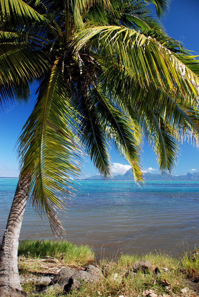 Palm tree and magnificent view on Moorea, French Polynesia