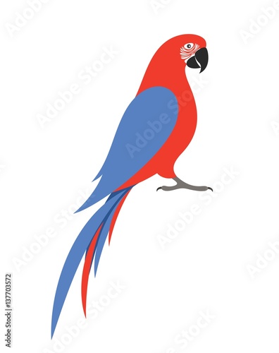 Parrot macaw