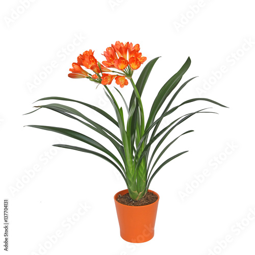 Clivia photo