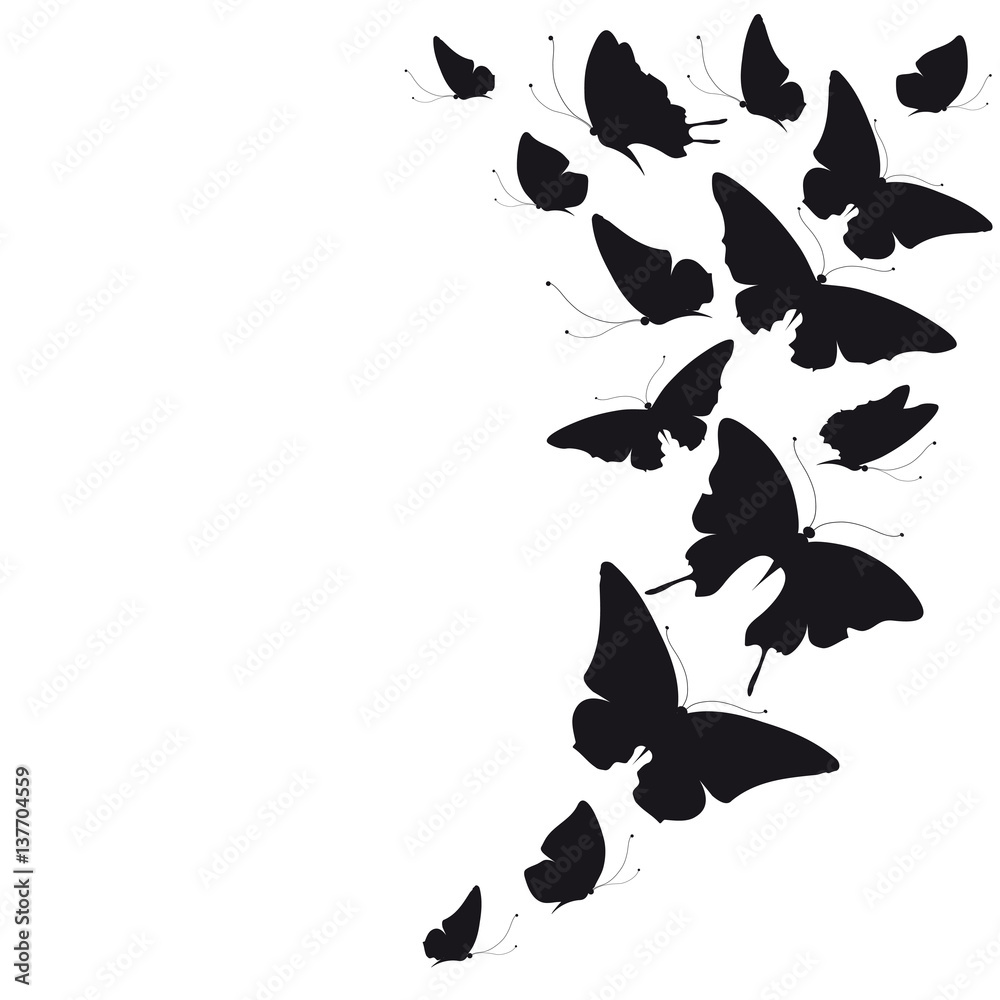 Fototapeta premium black butterfly, isolated on a white
