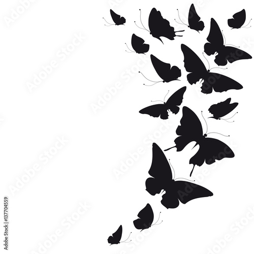 black butterfly  isolated on a white