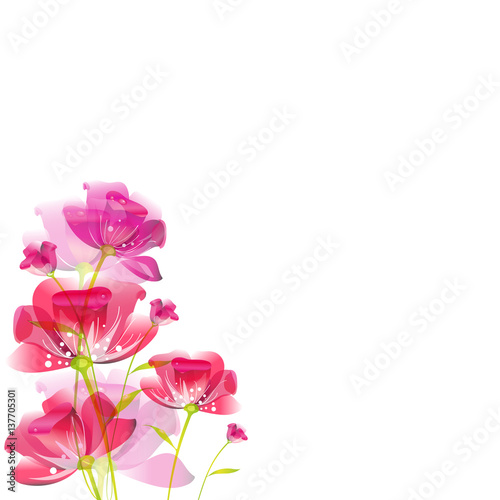 beautiful pink flowers , on a white