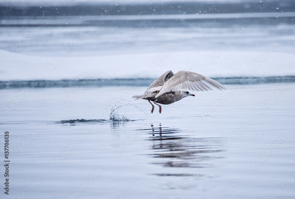 Fototapeta premium Bird and Water