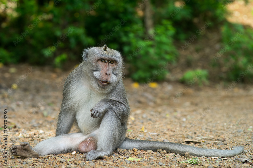 Fototapeta premium Monkey showing fangs