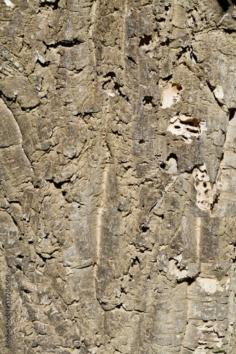 texture of a cork oak