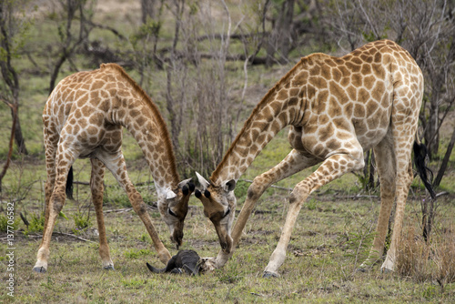 Girafe  Giraffa camelopardalis  Parc national Kruger  Afrique du Sud