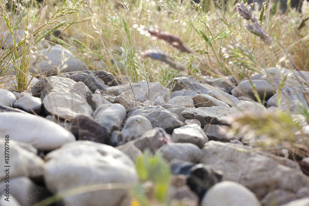 Green vegetation pushing its way growing through the rocks from side background Green vegetation pushing its way growing through the rocks from side background