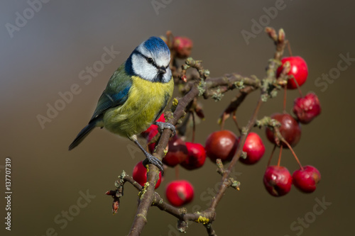 Eurasian blue tit Cyanistes caeruleus perched on a branch against a natural background feeding on and surrounded by red berries © alan1951