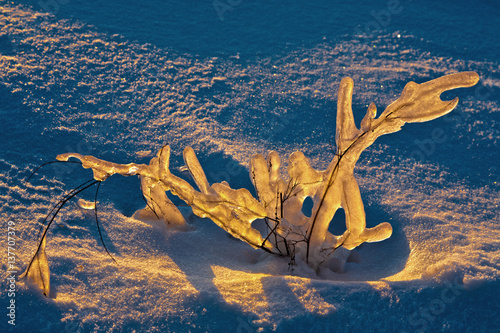 The ice flower on the snow field