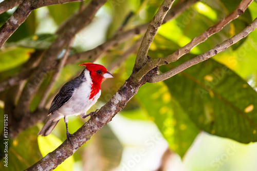 Graukardinal (Paroaria coronata) im Waimea Valley auf Oahu, Hawaii, USA.