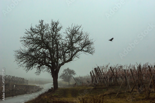 L'envol du corbeau