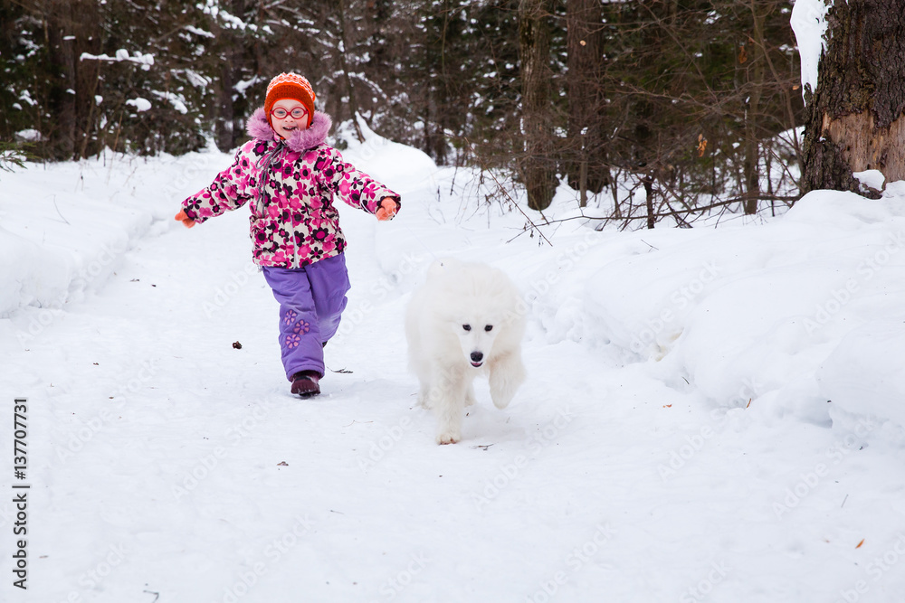 Samoyed dog with a girl for a walk in the winter Samoyed dog with a girl for a walk in the winter