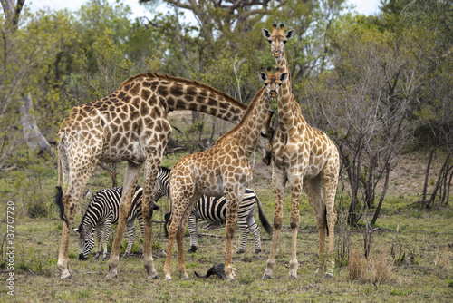 Girafe  Giraffa camelopardalis  Parc national Kruger  Afrique du Sud
