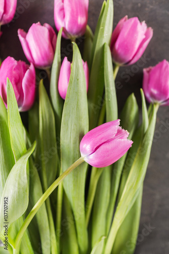 Pink tulips on gray abstract background. Pink tulip. Tulips. Flowers. Flower background. Flowers photo concept. Holidays photo concept. Copyspace © avdeyukphoto