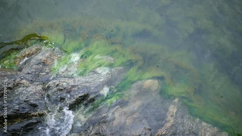 Seaweed in slow motion under water surface Seaweed in slow motion under water surface