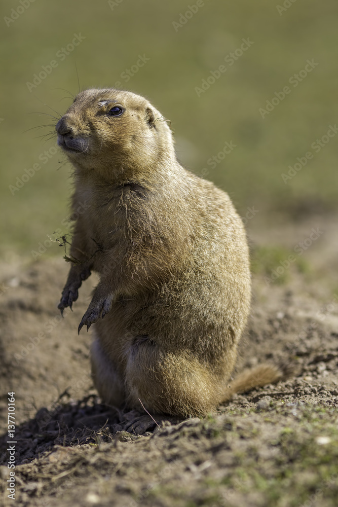 Black-tailed prairie dog or marmot (Cynomys ludovicianus) standing on soil of grassland. Black-tailed prairie dog or marmot (Cynomys ludovicianus) standing on soil of grassland.