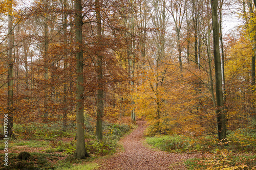 path in autumnal woodland