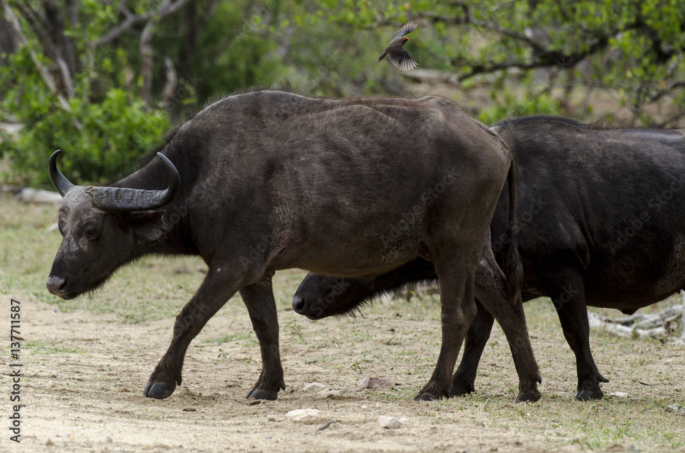 Buffle d'Afrique, Syncerus caffer, Parc national Kruger, Afrique du Sud Buffle d'Afrique, Syncerus caffer, Parc national Kruger, Afrique du Sud