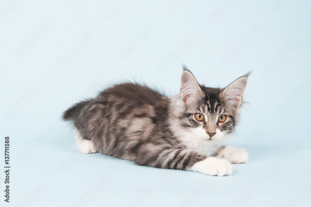 Maine coon kitten on blue