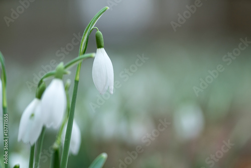 Snowdrop spring flowers close-up macro with selective focus